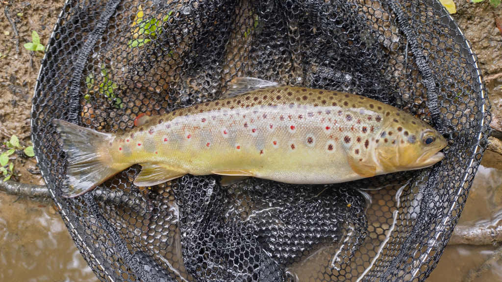 Photo of a big belly trout